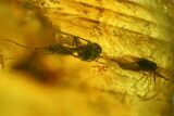 Fossil Beetle (Coleoptera) & Four Flies (Diptera) In Baltic Amber #166209-5
